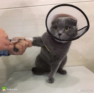 趣图
