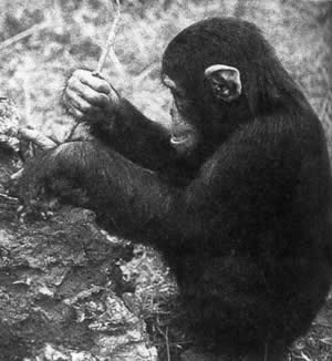 科学家揭开黑猩猩不能说话之谜